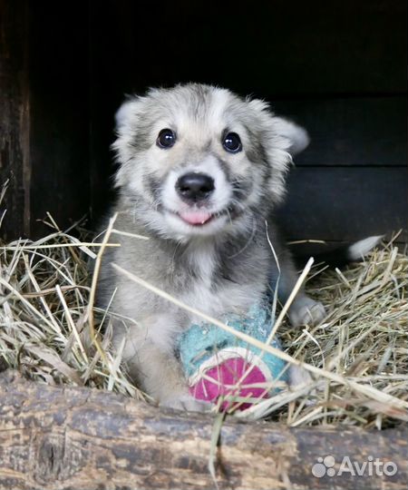 Щенок в добрые руки бесплатно