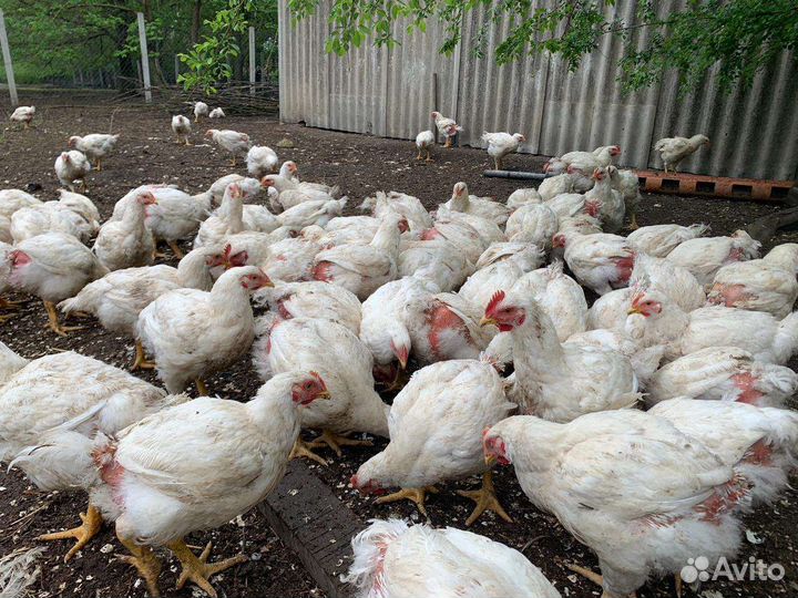 Бройлер живым весом с доставкой
