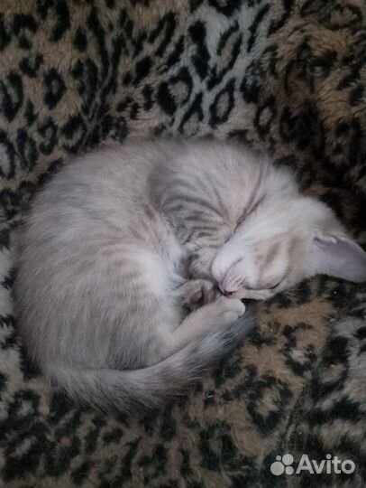 Отдам двух котят, девочек