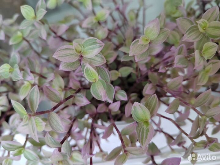 Каллизия pink panther