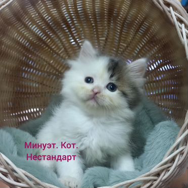 Менуэт длинношёрстный котёнок