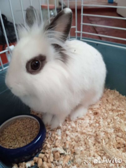 Декоративные кролики