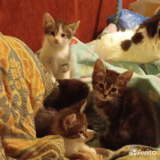 Котята, 1.5 мес