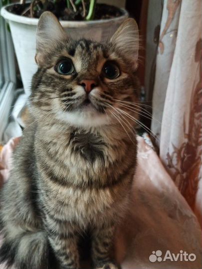 Кошка Стеша