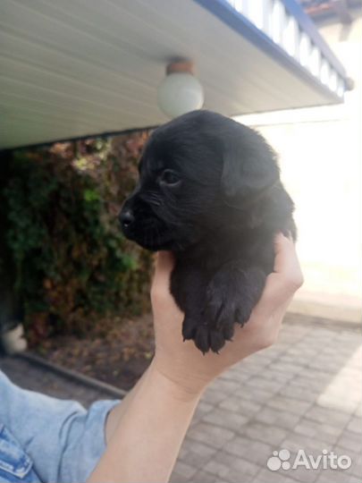 Щенки лабрадора