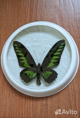 Панно бабочка