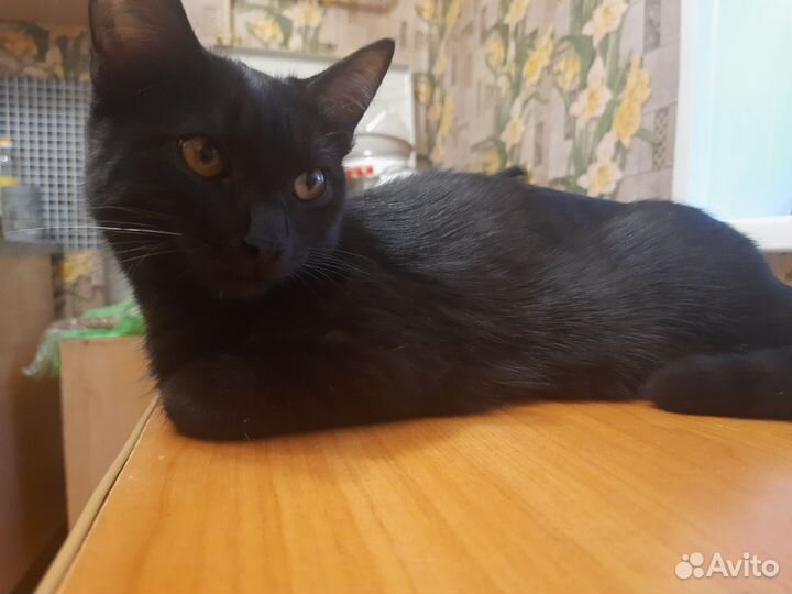 Кошка в дар