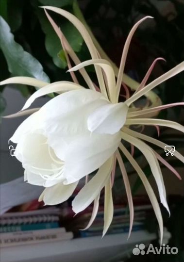 Эпифиллум 