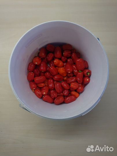 Сверх острый перец Хабанеро, семена перца