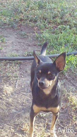 Той-терьер вязка