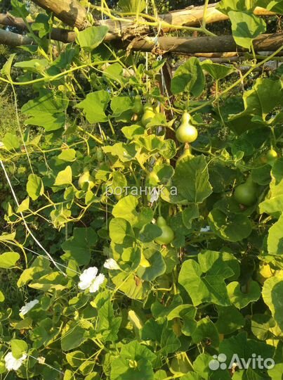 Лагенария мини