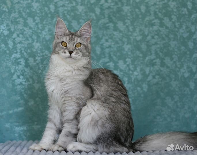 Кошка Мейнкун