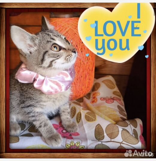 Котята в добрые руки