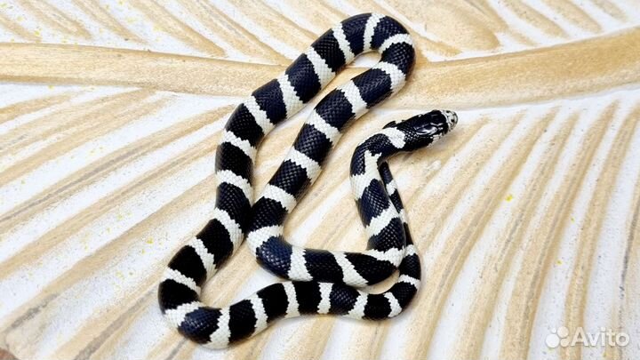 Королевская змея