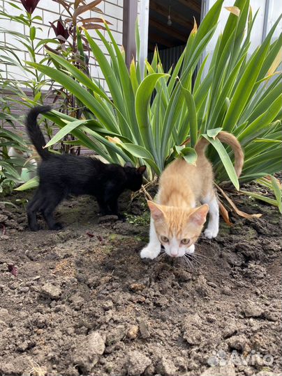 Три очень ласковых котенка ищут дом