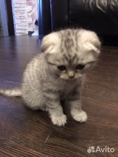 Котята шотландцы