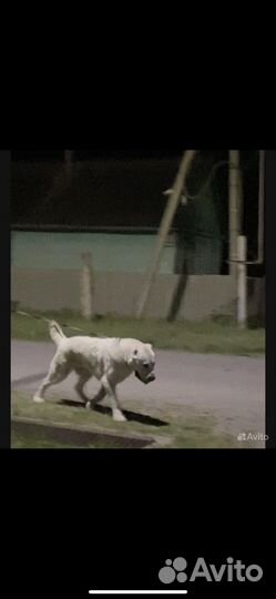 Вязка бесплатно