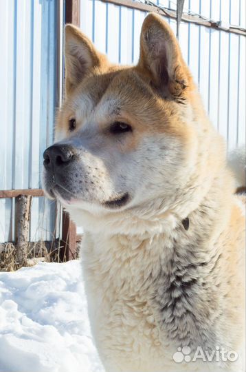 Американская акита