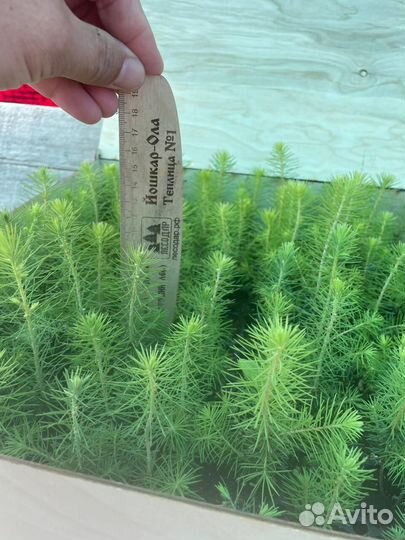 Саженцы ели зкс в розницу