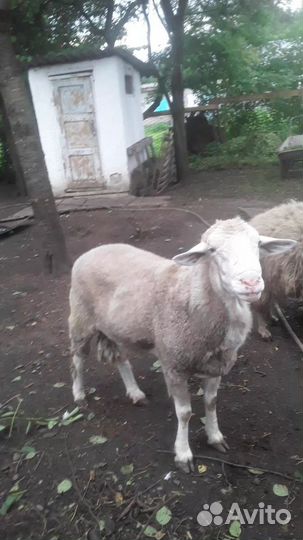 Продаются овцы и бараны звонить