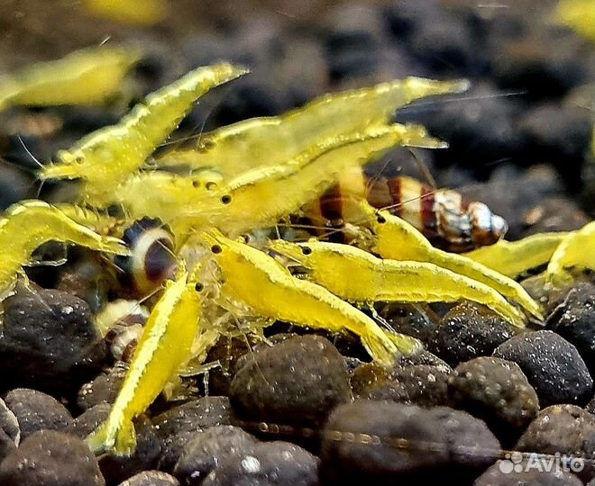Аквариумные Креветки:Амано,Желтые,Оранж,и вишни