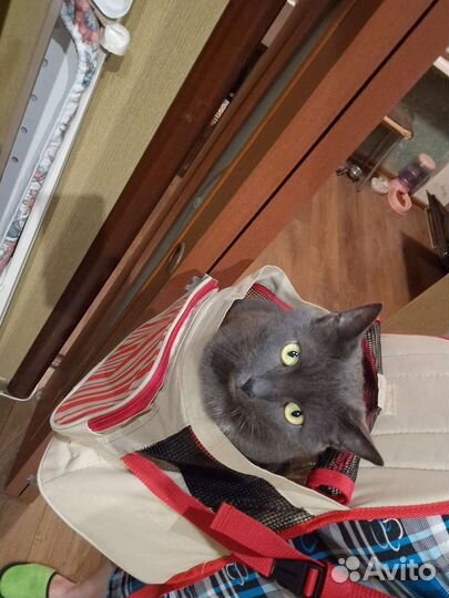 Рюкзак-переноска для кошек и собак