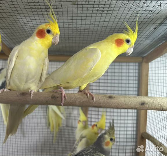 Попугаи разных видов