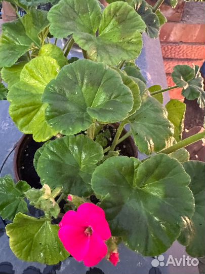 Герань пеларгония