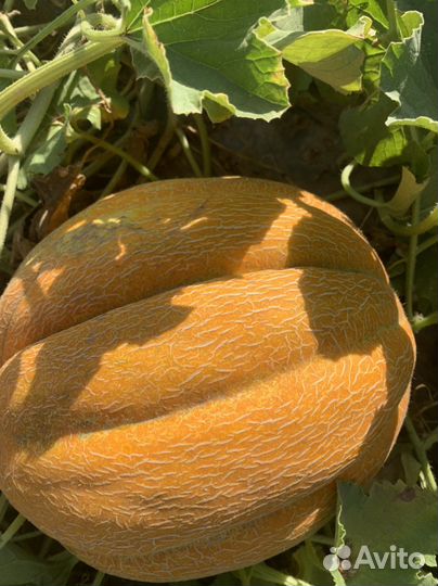 Дыня эфиопка