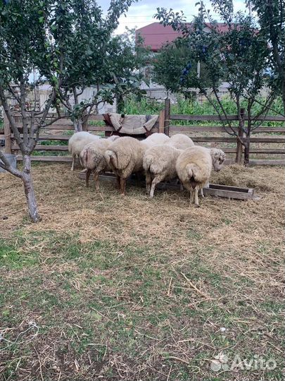 Курдючные бараны овцы