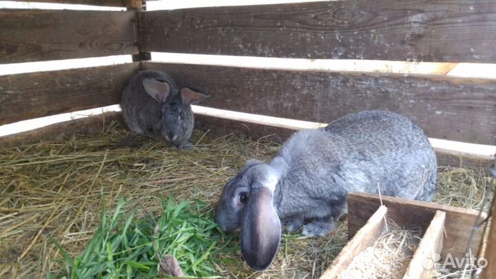 Кролики для разведения и на мясо