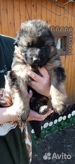 Щенки немецкой овчарки