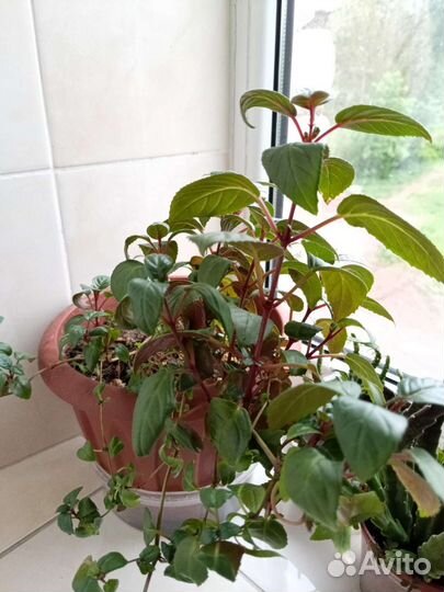 Каланхоэ, фуксия