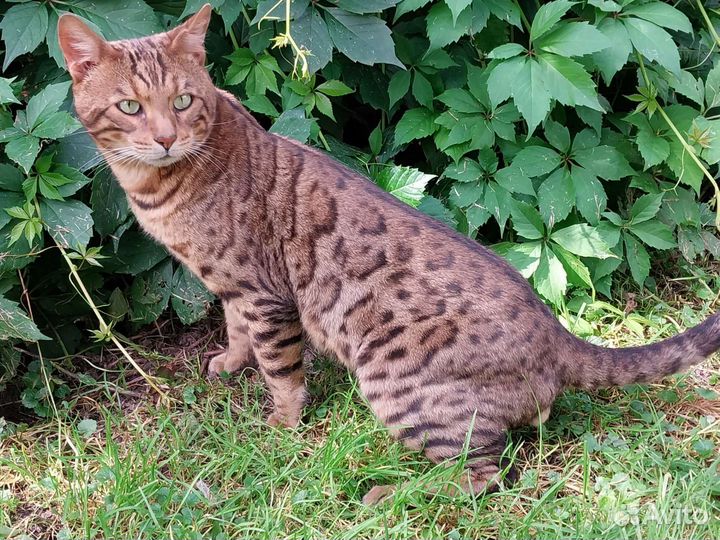 Бенгальский кот вязка