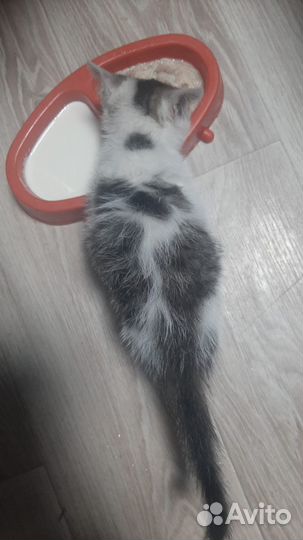 Котёнок