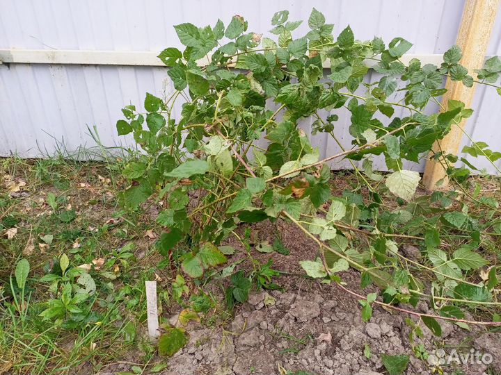 Саженцы садовых растений