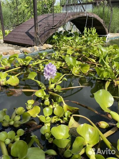 Эйхорния водный гиацинт