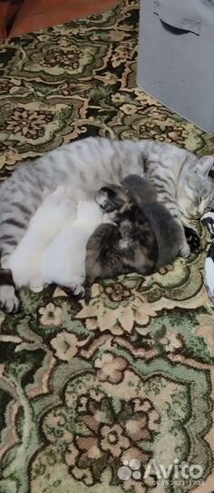 Кошка в дар бесплатно