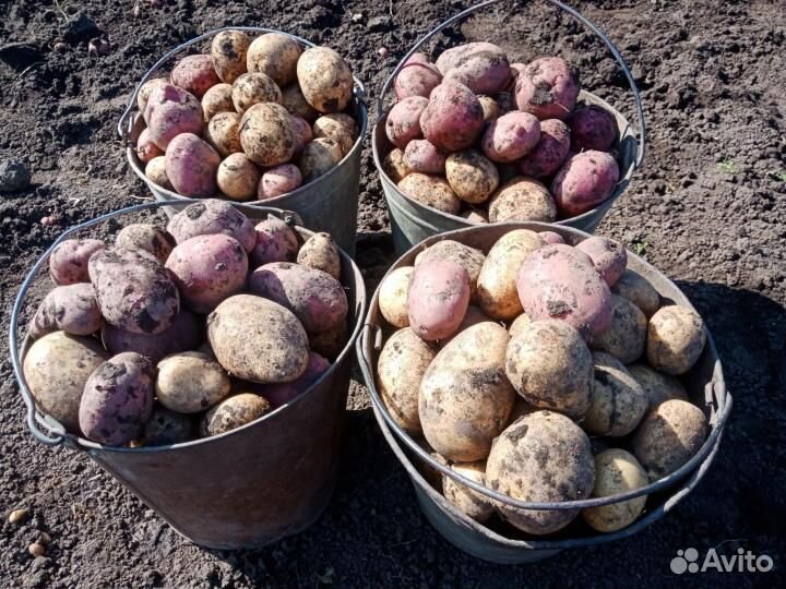 Отборный картофель с бесплатной доставкой