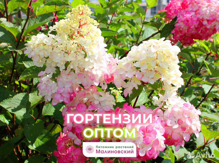 Гортензия для посадки Опт Питомник