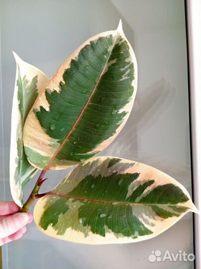 Фикус Эластика Тинеке