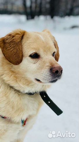 Собаки бесплатно в добрые руки