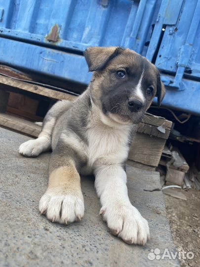 Щенки породы Лайка