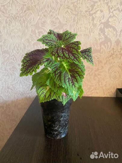 Комнатное растение колеус