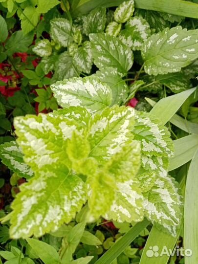 Флоксы и другие многолетние для сада