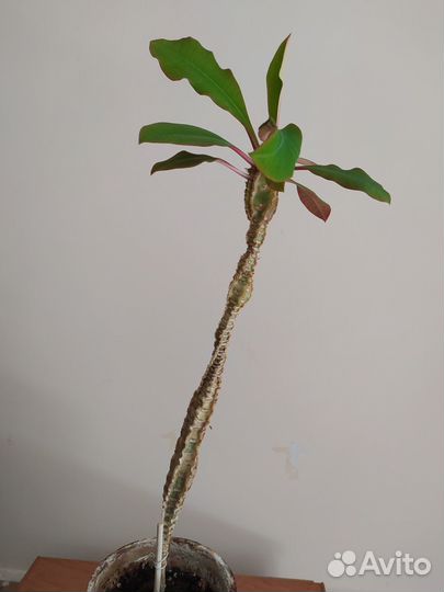 Молочай в добрые руки