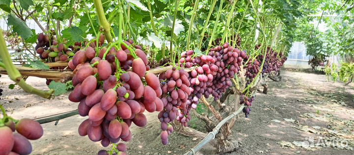 Дозревает виноград