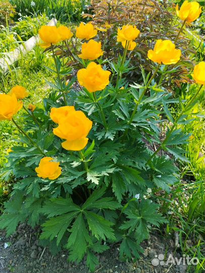 Цветы многолетние