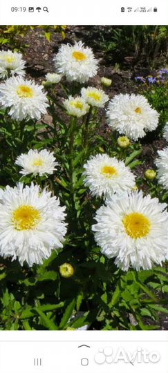 Садовые многолетники