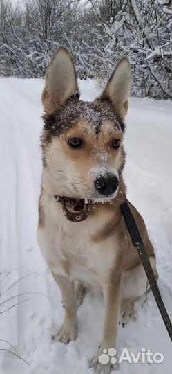 Лайка в добрые руки